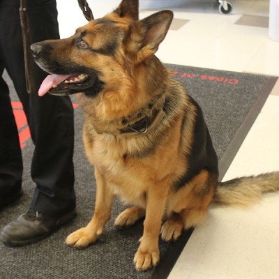 Jasko the K-9 poses for a picture. Photo by Emily Butera